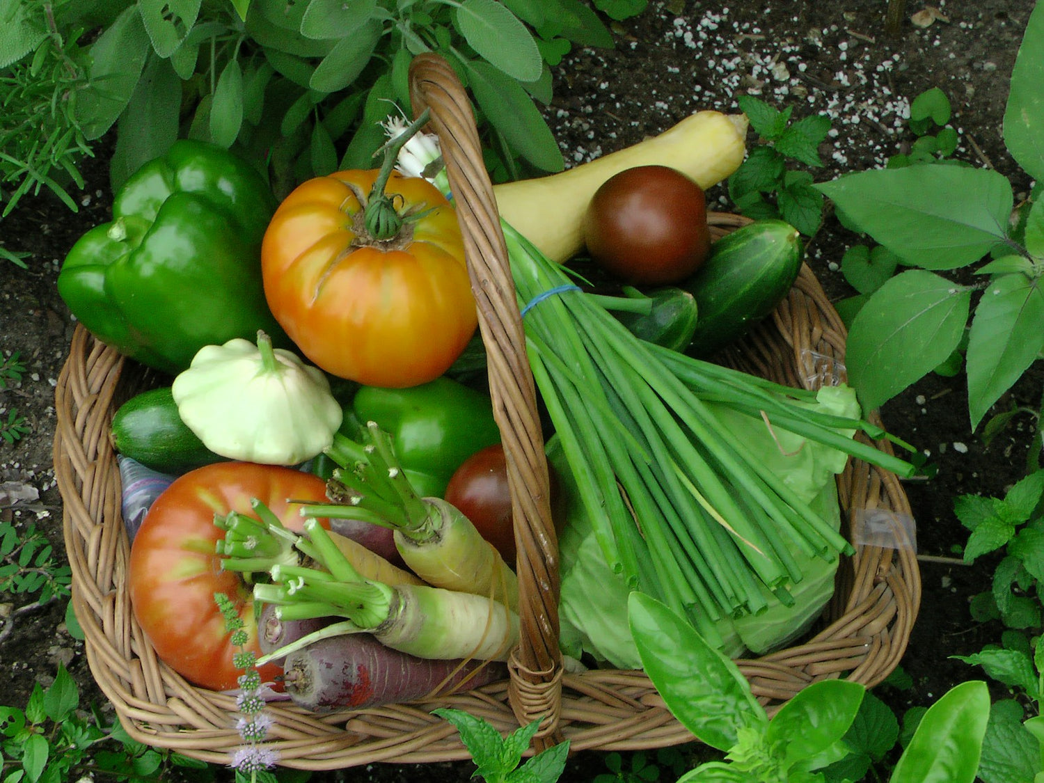 stock harvest basket_mnrlje2t