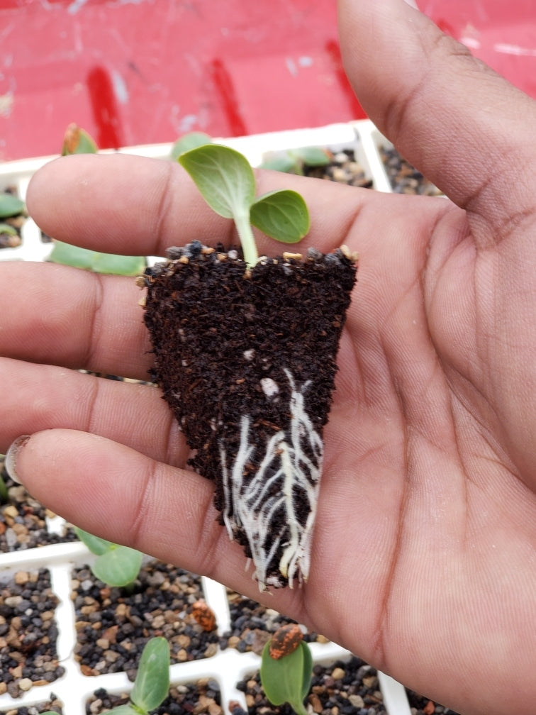 watermelon root